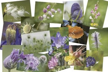 Ganzes Set «Natur pur»