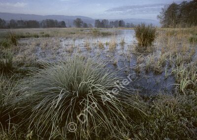 Postkarte- Am Greifensee - Rälliker Ried