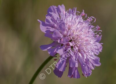 Postkarte Blühende Skabiose