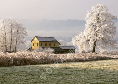 Raureif beim Fischerhaus am Greifensee (Riedikon)