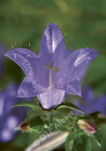 Postkarte Glockenblume