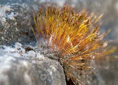 Moos (Tortula muralis)