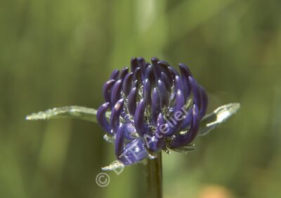 Postkarte Kopfige Teufelskralle