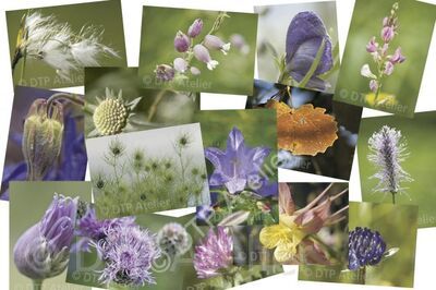 Ganzes Set «Natur pur»