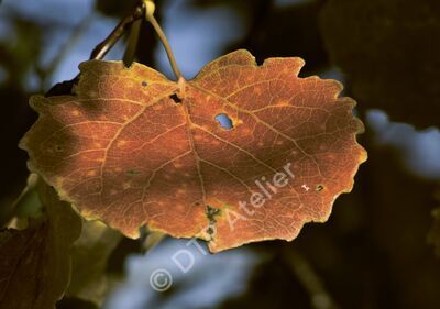 Postkarte Herbstblatt