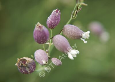 Postkarte Taubenkropf-Leimkraut