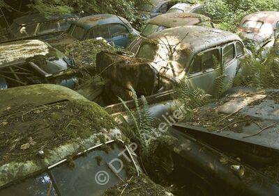 Postkarte «Autofriedhof» aus der Reihe «Technik + Natur»
