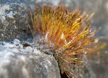 Moos (Tortula muralis)