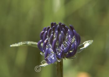 Postkarte Kopfige Teufelskralle