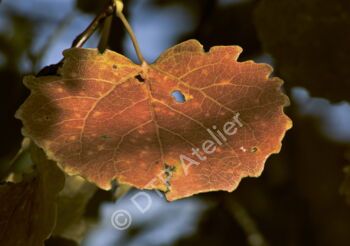 Postkarte Herbstblatt