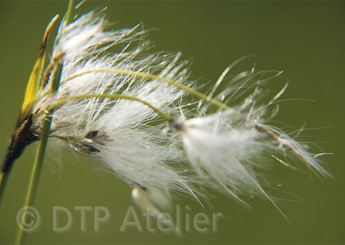 Postkartenserie «Natur pur» mit Pflanzenbildern