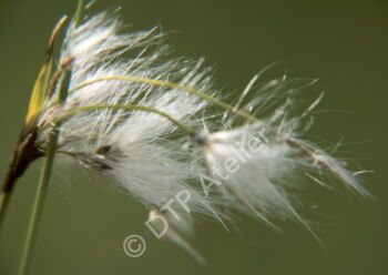 Postkarte «Schmalblättriges Wollgras»