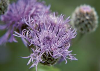 Postkarte Flockenblume