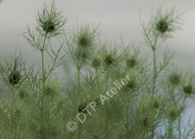Postkarte Schwarzkümmel «Jungfer im Grünen»